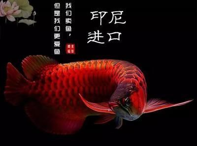 龍魚文案短句干凈，龍魚風水寓意解析 龍魚文案短句干凈，龍魚風水寓意解析 龍魚百科 第5張