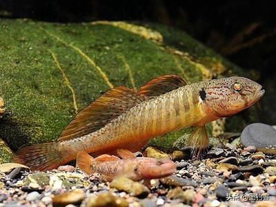 一種觀賞魚類 叫什么龍：彩虹龍怎么養？