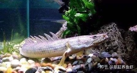一種觀賞魚類 叫什么龍：彩虹龍怎么養？