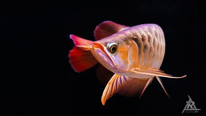 龍魚秒懂百科，龍魚秒懂百科——龍魚的飼養(yǎng)技巧