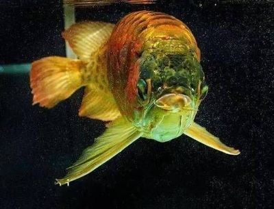 龍魚秒懂百科，龍魚秒懂百科——龍魚的飼養技巧