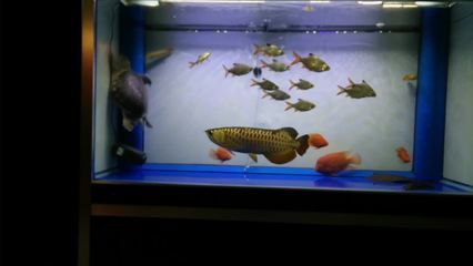 金龍魚一缸能養幾條最好的，金龍魚一缸可以養幾條