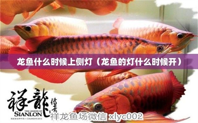 龍魚燈24小時開嗎為什么，龍魚燈可以24小時開啟嗎