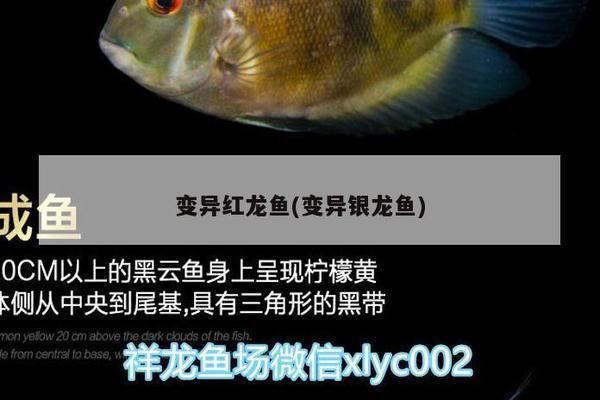 龍魚ph值太高怎么辦，龍魚缸水質(zhì)ph值過高時(shí)，如何監(jiān)測龍魚缸中的ph值