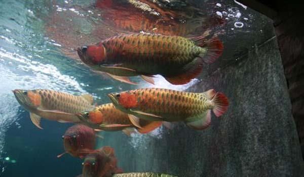 金龍魚與紅龍混養技術一樣嗎，金龍魚與紅龍混養時需要注意以下幾個方面的區別 金龍魚與紅龍混養技術一樣嗎，金龍魚與紅龍混養時需要注意以下幾個方面的區別 龍魚百科 第4張