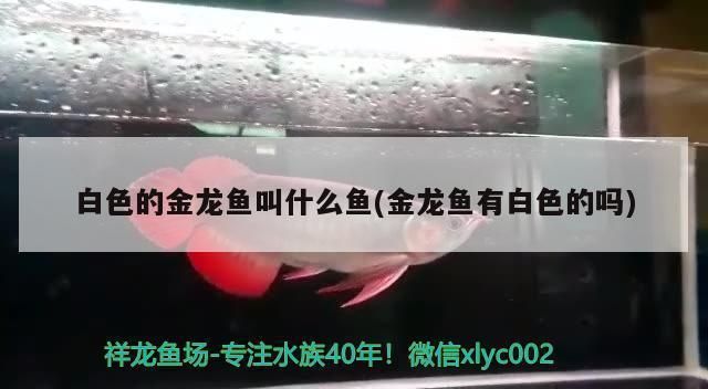 金龍魚與紅龍混養技術一樣嗎，金龍魚與紅龍混養時需要注意以下幾個方面的區別 金龍魚與紅龍混養技術一樣嗎，金龍魚與紅龍混養時需要注意以下幾個方面的區別 龍魚百科 第5張