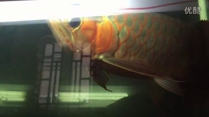 綠皮紅龍魚怎樣鑒別，綠皮紅龍魚的鑒別