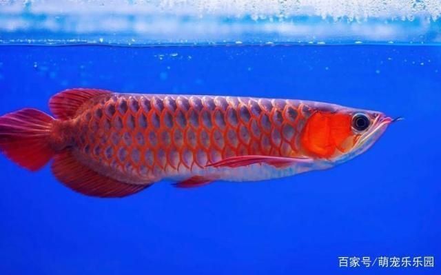 龍魚能活幾年，龍魚壽命受到多種因素的影響