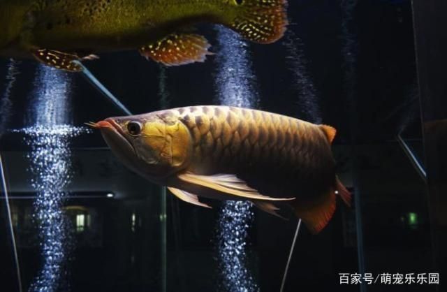 龍魚能活幾年，龍魚壽命受到多種因素的影響