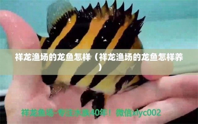 祥龍魚場模擬自然環境的具體做法：如何選擇適合龍魚的背景顏色