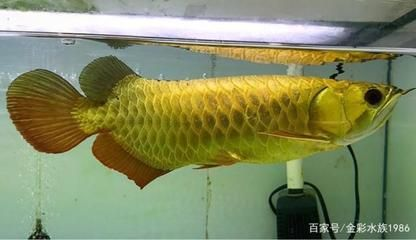 金龍魚怎么長得快,如何讓金龍魚的生長速度更快 龍魚百科 第4張 金龍魚怎么長得快,如何讓金龍魚的生長速度更快 金龍魚怎么長得快,如何讓金龍魚的生長速度更快 龍魚百科 第4張