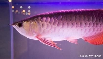金龍魚怎么長得快,如何讓金龍魚的生長速度更快 龍魚百科 第6張 金龍魚怎么長得快,如何讓金龍魚的生長速度更快 金龍魚怎么長得快,如何讓金龍魚的生長速度更快 龍魚百科 第6張