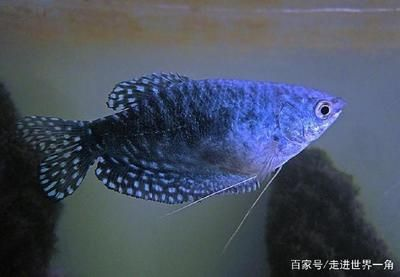 龍魚吃的小魚養在哪里，飼養龍魚吃的小魚需要注意的事項