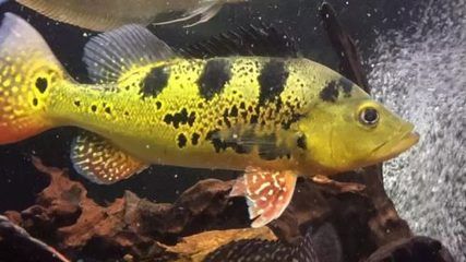龍魚游來游去是怎么回事啊：龍魚游來游去是正常的嗎？