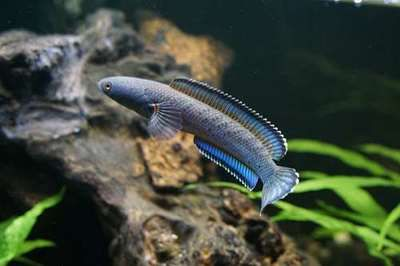 什么雷龍魚好繁殖，雷龍魚繁殖周期多久繁殖雷龍魚性別辨識技巧 什么雷龍魚好繁殖，雷龍魚繁殖周期多久繁殖雷龍魚性別辨識技巧 龍魚百科 第4張