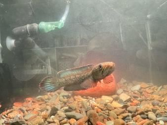 雷龍魚深水養還是淺水，雷龍魚養殖水深的最佳范圍如何監測雷龍魚水深對食欲的影響