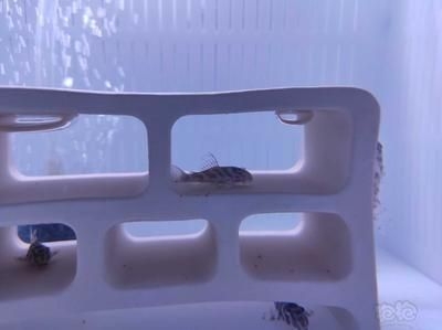 印尼辣椒紅龍魚價格多少：印尼辣椒紅龍魚價格探秘，奢華水族的璀璨明珠