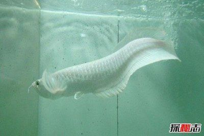 什么是雪龍魚，雪龍魚的市場價格如何