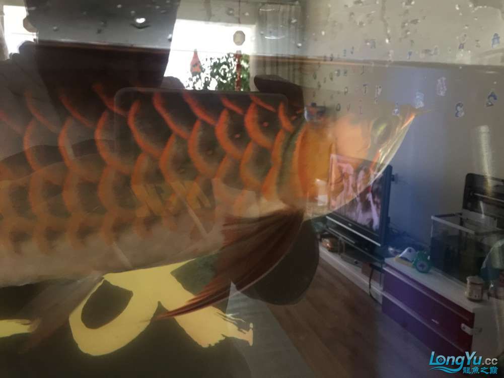求助紅龍還有沒有發(fā)展