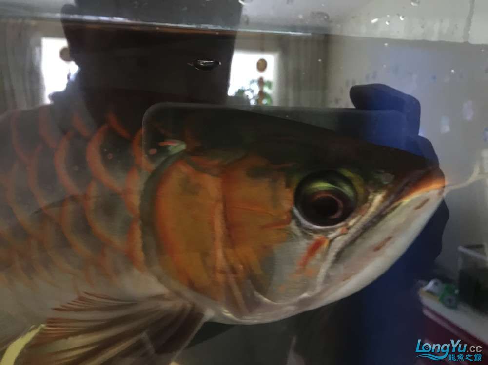 求助紅龍還有沒有發(fā)展