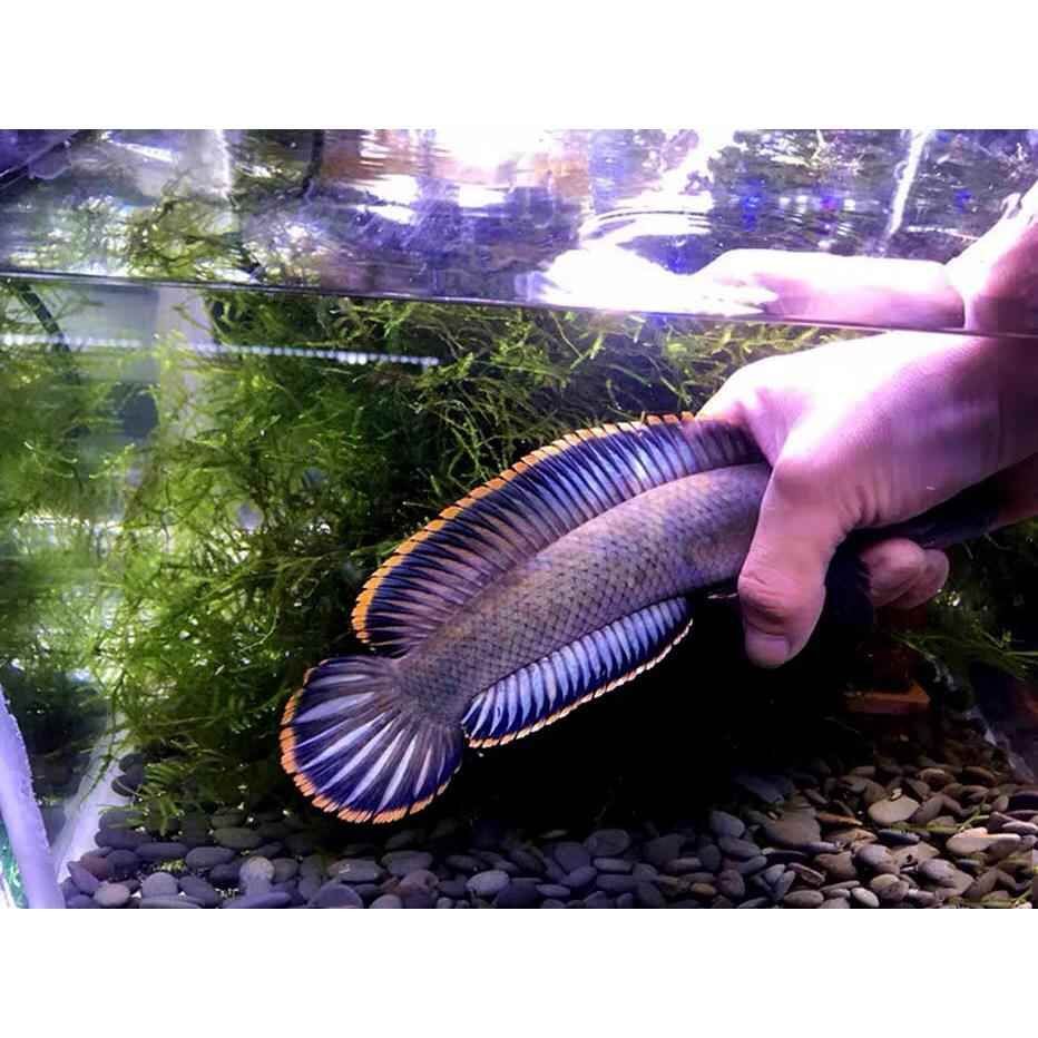 冷水雷龍魚品種價(jià)格大全，冷水雷龍魚價(jià)格趨勢(shì)分析雷龍魚市場(chǎng)價(jià)格趨勢(shì)分析