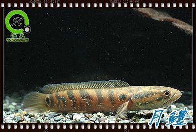冷水雷龍魚(yú)品種價(jià)格大全，冷水雷龍魚(yú)價(jià)格趨勢(shì)分析雷龍魚(yú)市場(chǎng)價(jià)格趨勢(shì)分析 冷水雷龍魚(yú)品種價(jià)格大全，冷水雷龍魚(yú)價(jià)格趨勢(shì)分析雷龍魚(yú)市場(chǎng)價(jià)格趨勢(shì)分析 龍魚(yú)百科 第5張