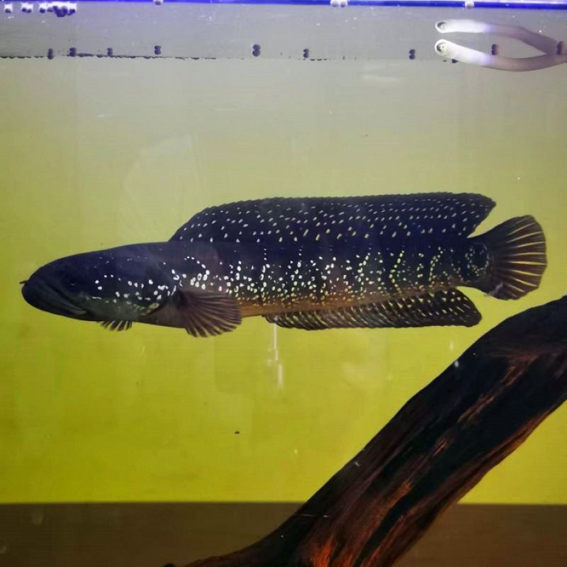 冷水雷龍魚(yú)品種價(jià)格大全，冷水雷龍魚(yú)價(jià)格趨勢(shì)分析雷龍魚(yú)市場(chǎng)價(jià)格趨勢(shì)分析 冷水雷龍魚(yú)品種價(jià)格大全，冷水雷龍魚(yú)價(jià)格趨勢(shì)分析雷龍魚(yú)市場(chǎng)價(jià)格趨勢(shì)分析 龍魚(yú)百科 第6張