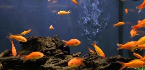 龍魚養幾條風水最好，風水學中龍魚養幾條風水最好，龍魚養幾條風水最好
