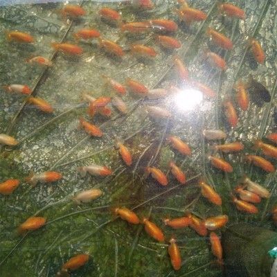 龍魚苗吃什么長(zhǎng)得快又好養(yǎng)，如何自制龍魚苗營(yíng)養(yǎng)餐，龍魚苗飼料選擇指南