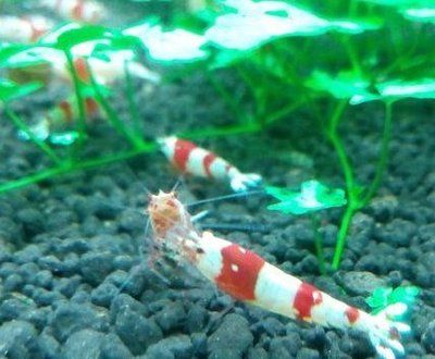 紅龍魚能長多大 紅龍魚最多能活多少年
