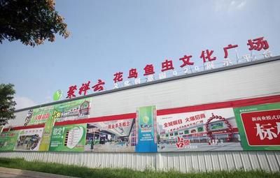 怎么能讓龍魚吃食兇猛一點：提升龍魚食欲，激發獵食本能，多維度策略讓龍魚吃食更兇猛