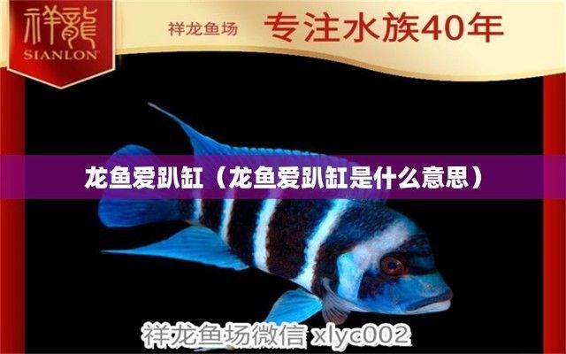 龍魚愛趴缸是什么意思，如何判斷龍魚趴缸時的水質(zhì)管理要點