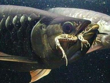 龍魚愛趴缸是什么意思,如何判斷龍魚趴缸時的水質管理要點 龍魚百科 第5張 龍魚愛趴缸是什么意思,如何判斷龍魚趴缸時的水質管理要點 龍魚愛趴缸是什么意思,如何判斷龍魚趴缸時的水質管理要點 龍魚百科 第5張