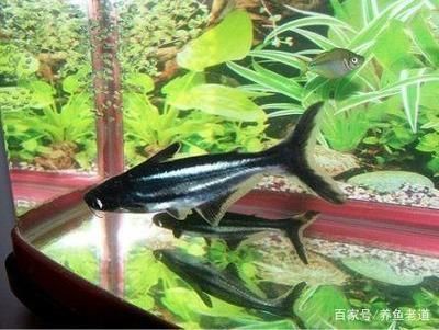 青龍魚最大能長(zhǎng)多大，青龍魚的最大體長(zhǎng)可達(dá)80厘米 青龍魚最大能長(zhǎng)多大，青龍魚的最大體長(zhǎng)可達(dá)80厘米 龍魚百科 第4張