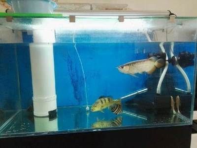 金龍魚用什么缸養最好呢，關于金龍魚養殖缸的一些建議 金龍魚用什么缸養最好呢，關于金龍魚養殖缸的一些建議 龍魚百科 第6張