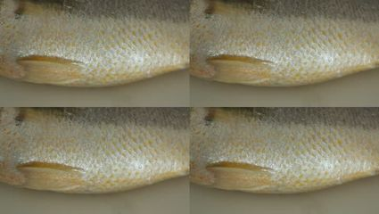 龍魚身上魚鱗發白了還能活嗎圖片大全：龍魚身上魚鱗發白了還能活嗎？探尋背后的真相與應對之法（附圖片）