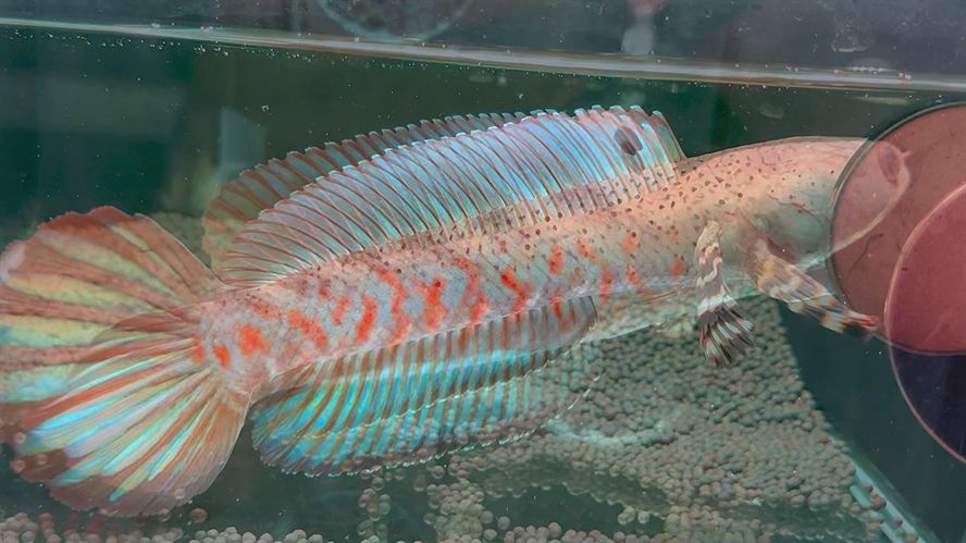 雷龍魚(yú)捕食過(guò)程（如何飼養(yǎng)雷龍魚(yú)避免過(guò)度捕撈）