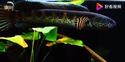 雷龍魚捕食過程（如何飼養雷龍魚避免過度捕撈）