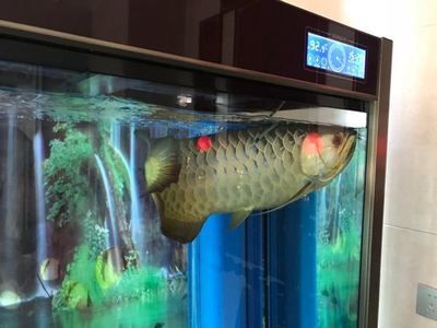 龍魚哪里的品種最好養活，銀龍魚、青龍魚、金龍魚、美洲龍魚中的銀龍魚和美洲龍魚區別