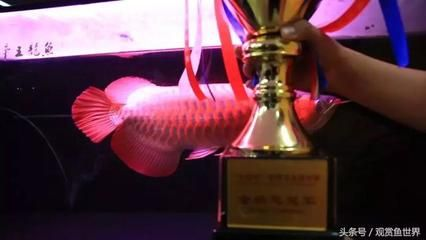 龍魚(yú)錦標(biāo)賽冠軍是誰(shuí)，2023年世界龍魚(yú)錦標(biāo)賽冠軍信息評(píng)判標(biāo)準(zhǔn)解析 龍魚(yú)錦標(biāo)賽冠軍是誰(shuí)，2023年世界龍魚(yú)錦標(biāo)賽冠軍信息評(píng)判標(biāo)準(zhǔn)解析 龍魚(yú)百科 第4張