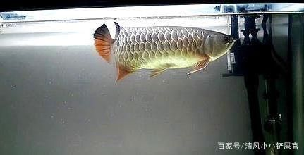 養龍魚用什么過濾器好一點呢：養龍魚時選擇合適的過濾器是非常重要的，一個好的過濾器可以選擇