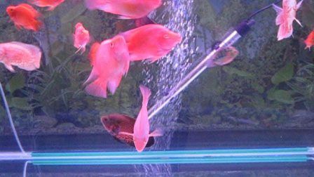 龍魚天下論壇：龍魚天下論壇是一個專門為龍魚愛好者提供交流和服務(wù)的平臺