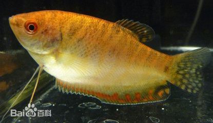 龍魚 百度百科大全，龍魚養(yǎng)殖技巧分享 龍魚 百度百科大全，龍魚養(yǎng)殖技巧分享 龍魚百科 第6張