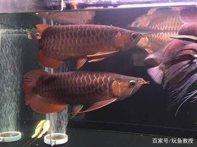龍魚養多少條才不打架（龍魚養幾條才不會打架）
