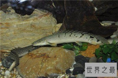 金龍魚(yú)喂飼料好還是活食好一點(diǎn)，如何選擇高質(zhì)量金龍魚(yú)飼料 金龍魚(yú)喂飼料好還是活食好一點(diǎn)，如何選擇高質(zhì)量金龍魚(yú)飼料 龍魚(yú)百科 第1張