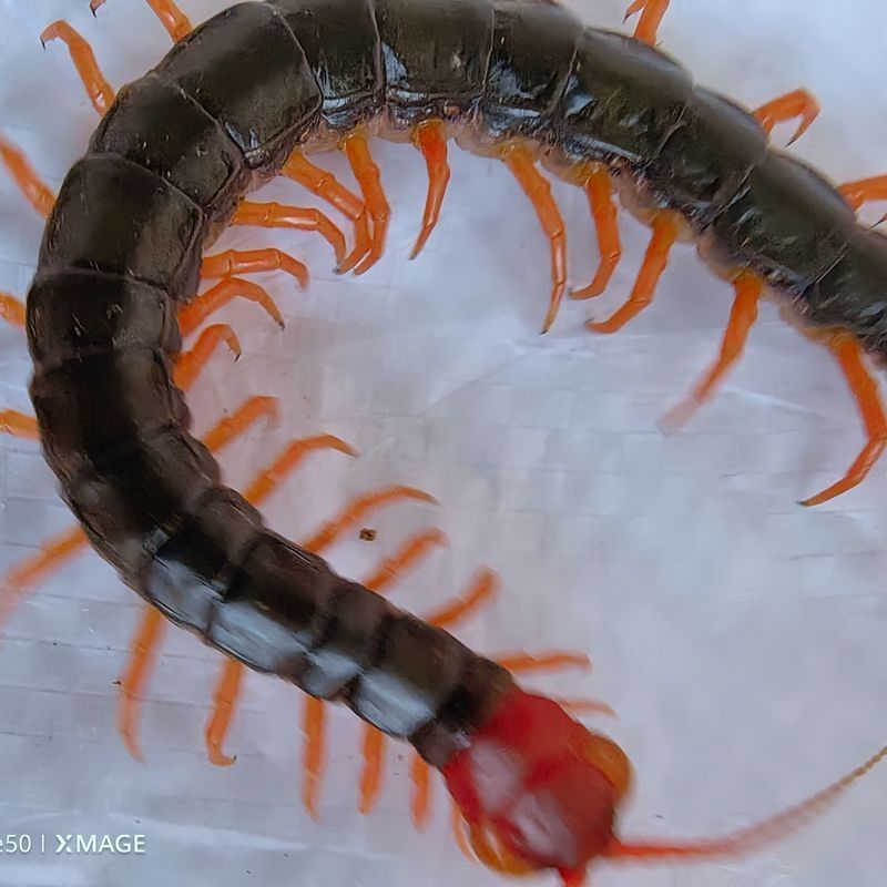 金龍魚(yú)喂飼料好還是活食好一點(diǎn)，如何選擇高質(zhì)量金龍魚(yú)飼料 金龍魚(yú)喂飼料好還是活食好一點(diǎn)，如何選擇高質(zhì)量金龍魚(yú)飼料 龍魚(yú)百科 第6張