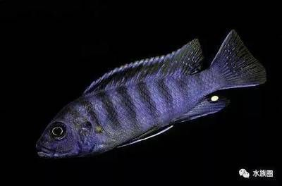 金龍魚飼料可以喂錦鯉嗎？全面解析與喂養(yǎng)建議，金龍魚飼料能否喂錦鯉？全面解析與科學(xué)喂養(yǎng)指南