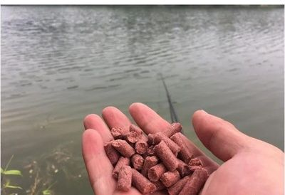 雷龍魚吃魚飼料嗎（雷龍魚吃魚飼料是否有毒）
