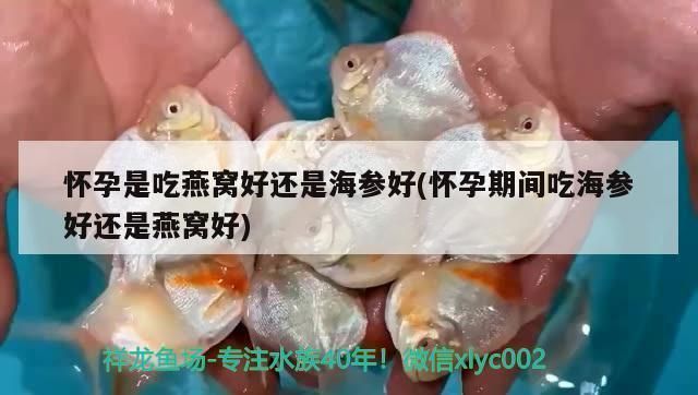 能和雷龍魚混養(yǎng)的魚有哪些，雷龍魚與雷龍魚混養(yǎng)注意事項(xiàng)銀鯊與雷龍魚混養(yǎng)注意事項(xiàng)