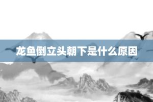 龍魚頭朝上尾朝下一直動正常嗎，龍魚頭朝上尾朝下一直動并不正常